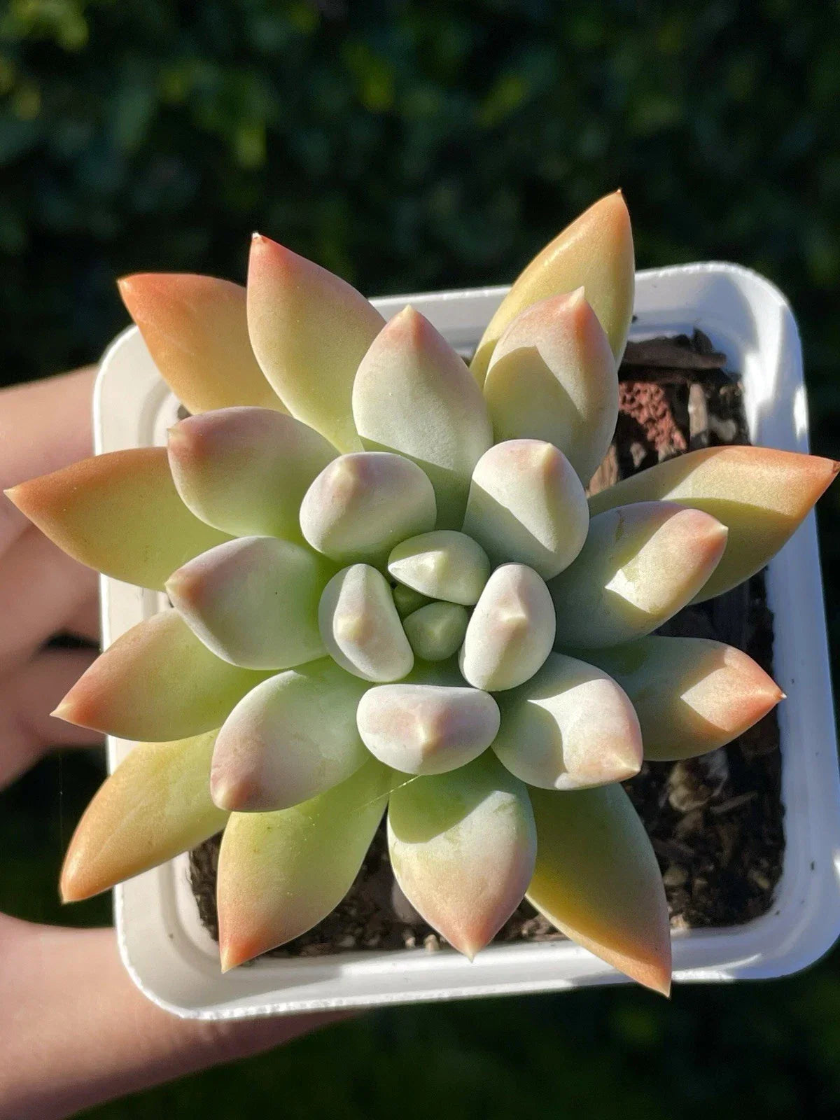 Rare Succulent Plant 2.75-Inch Pachyphytum Moon Silver, Healthy Live Rooted Plant, Pachyphytum oviferum, Low Maintenance Decor