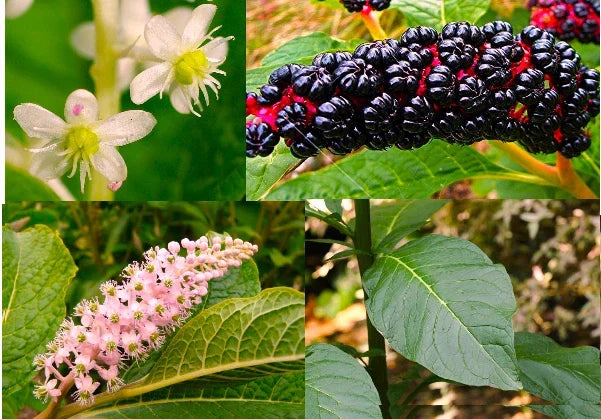 30+ Fresh American Pokeweed Seeds - Inkberry, Dragonberries - Phytolacca americana - Native Plant for Wildlife Gardening