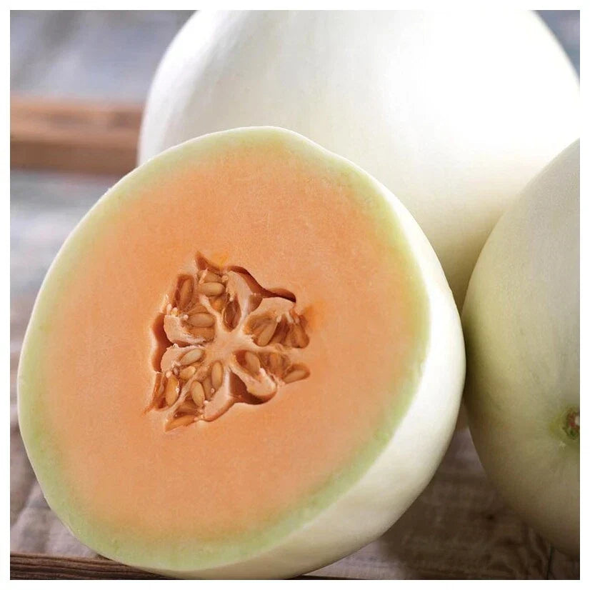 Honey Dew Cantaloupe Seeds - 50+ Non-GMO Muskmelon Seeds - Sweet Orange Flesh - Cucumis melo for USA Gardens