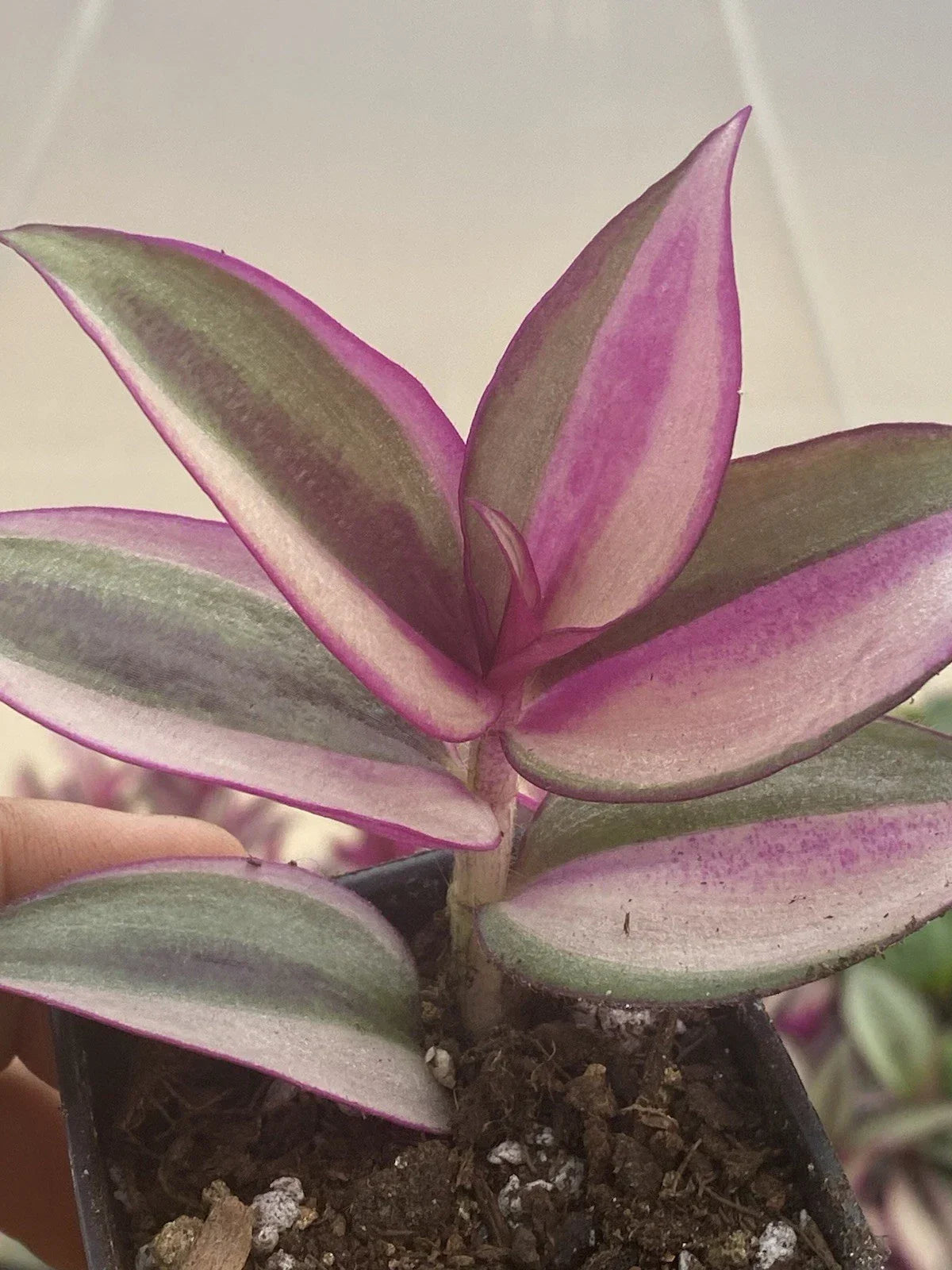Tradescantia Quadricolor Rooted Cuttings - 2 Live Plants, Colorful Variegated Foliage, Tradescantia zebrina 'Quadricolor'