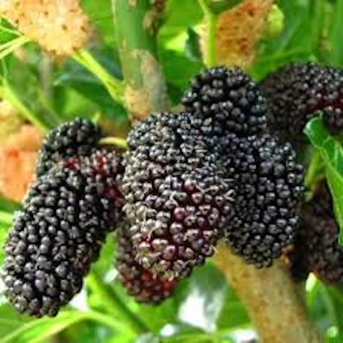 Dwarf Everbearing Mulberry Tree Starter Plants - 10 Bare Root Morus nigra - Edible Fruit, Cold Hardy, Self-Pollinating