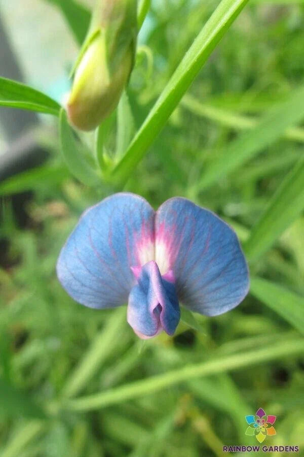 50+ Annual Sweet Pea Seeds - Lathyrus sativus var. cyaneus - Non-GMO, Blue Flowers for Garden Planting