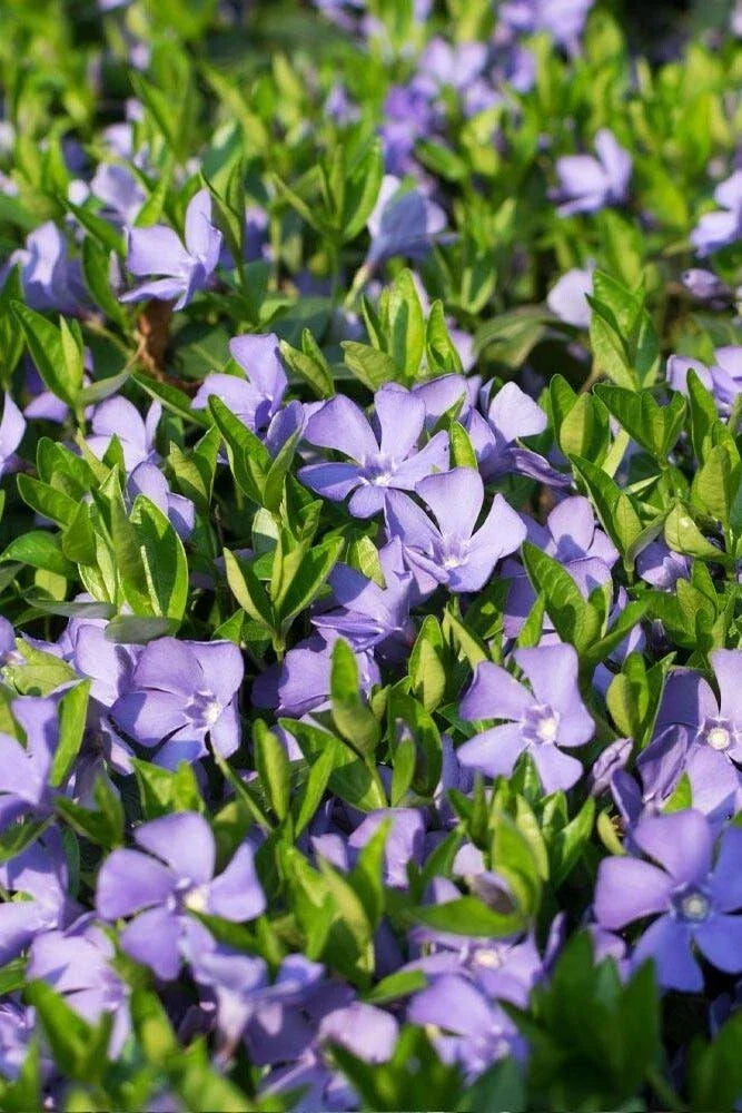 Vinca Vine Plant 3.5 in Pot | Periwinkle | Vinca minor | Trailing Ground Cover Plant for Indoor & Outdoor Gardening