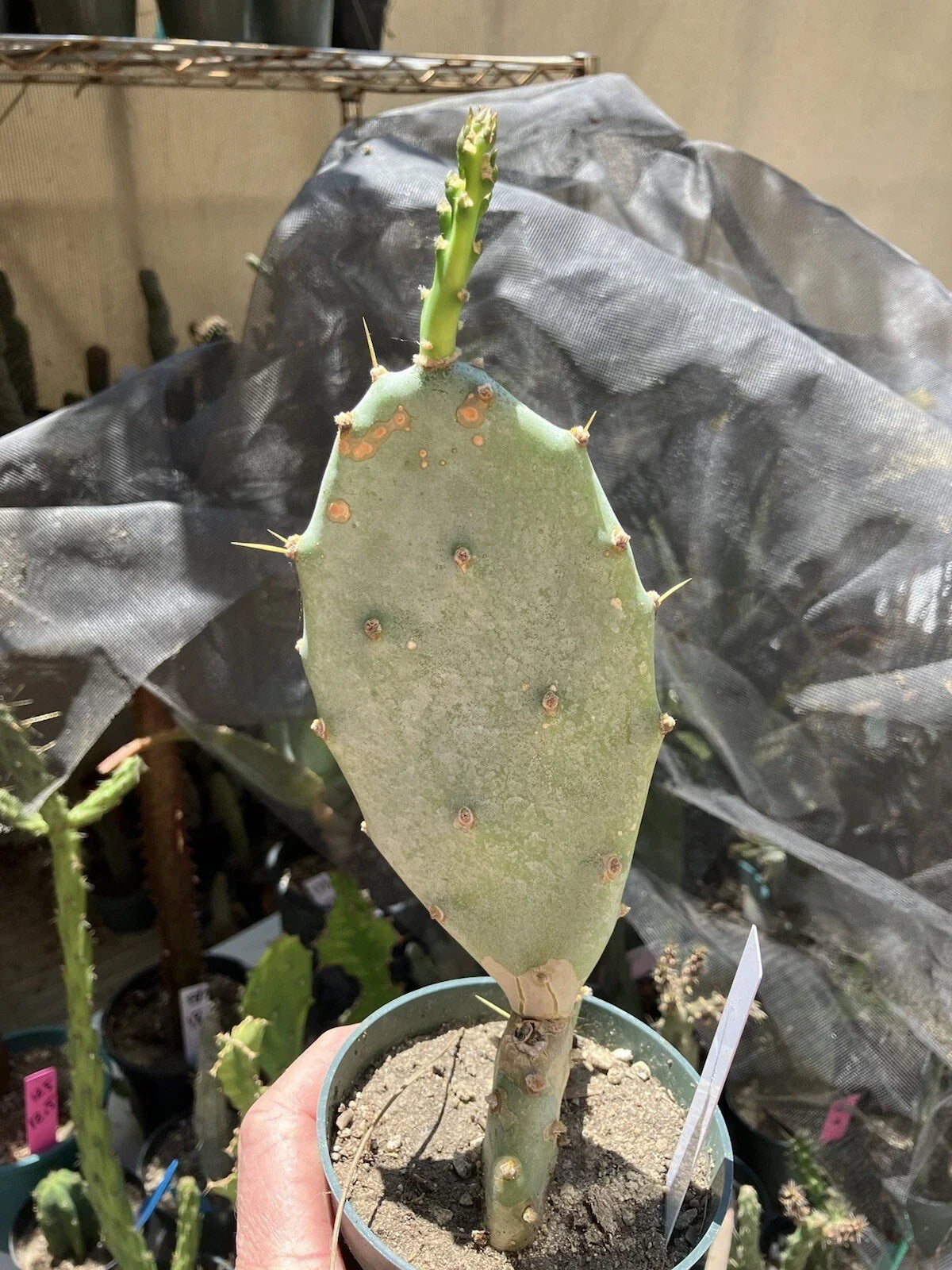 Prickly Pear Cactus | 7" Potted Plant | Opuntia Hybrid Cartwheel | Unique Succulent for Indoor Gardening & Home Decor