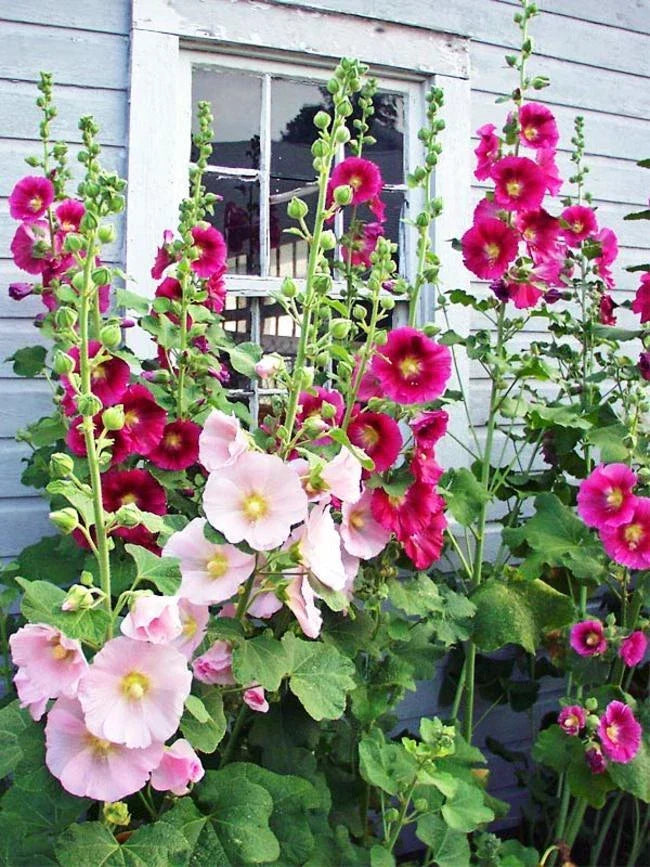 Hollyhock Seeds Packet of 50 - Colorful Blooms, Alcea rosea, Fresh Crop 2025 for Vibrant Garden Flowers