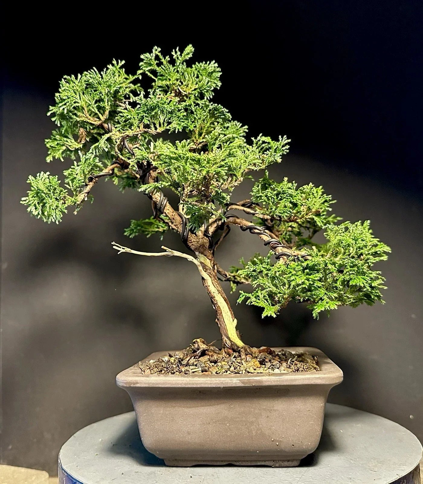 Mame Bonsai Tree 10.5" in Japanese Pot - Chamaecyparis Pisifera 'Tsukumo' - Compact Cypress for Indoor Outdoor Decor