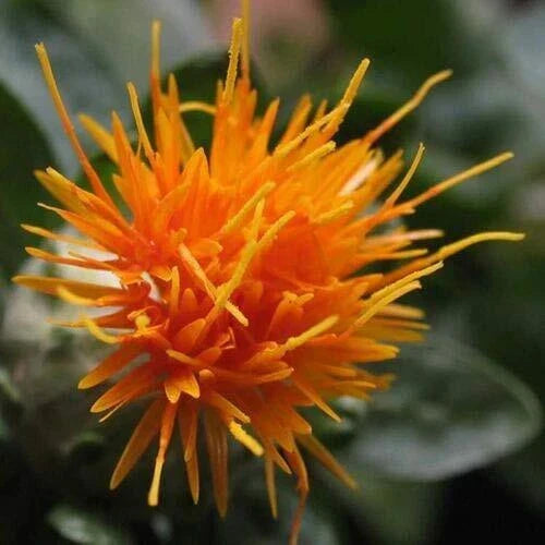 Safflower Seeds - 300 ct - Yellow Orange Flowers - Carthamus Tinctorius - Non-GMO Heirloom Garden Planting Seeds