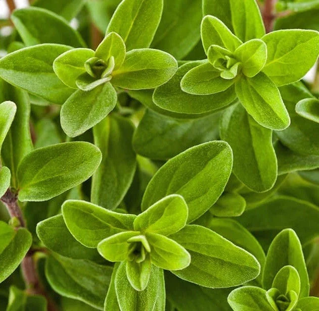 Sweet Marjoram Seeds 2000 Count Non-GMO Herb Seeds Origanum majorana USA Grown Aromatic Culinary Garden Seeds