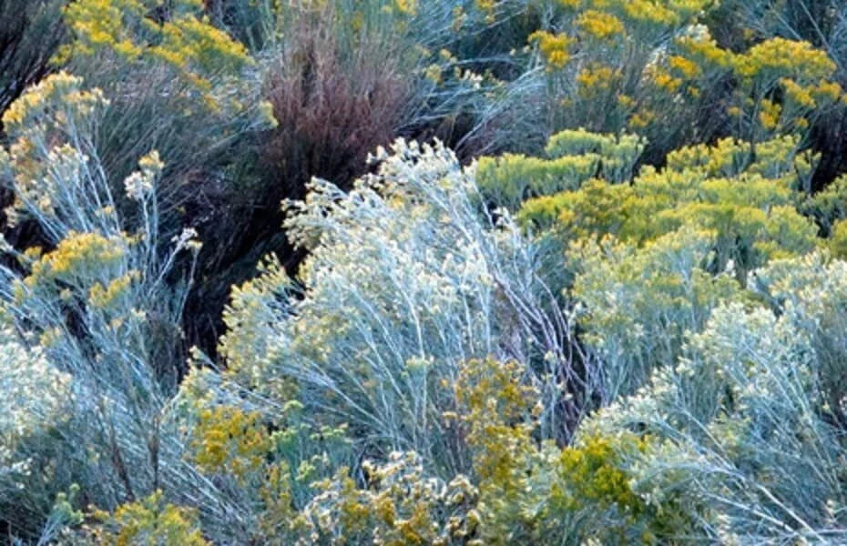 Rubber Rabbitbrush Seeds - 100 Count - Hardy Perennial - Chrysothamnus nauseosus - Drought-Tolerant, Yellow Flowers