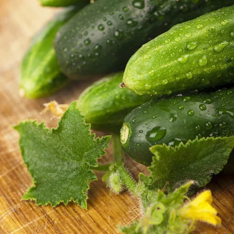 Cucumber Seeds 100 Pack Long Green Improved Non-GMO Cucumis sativus for Home Gardening and Containers