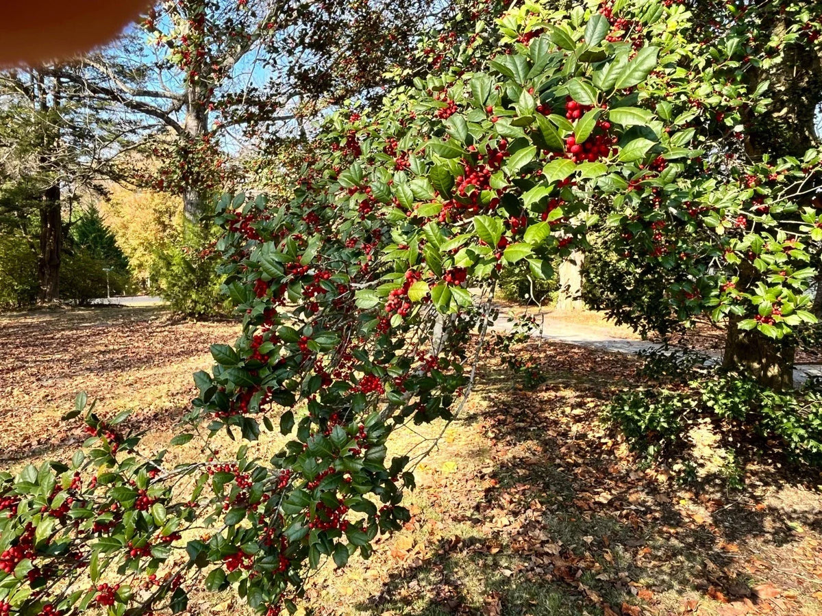 American Holly Tree Cuttings - 10 Hardy Shrub Plants for Native Landscaping, Ilex Opaca, Evergreen with Red Berries