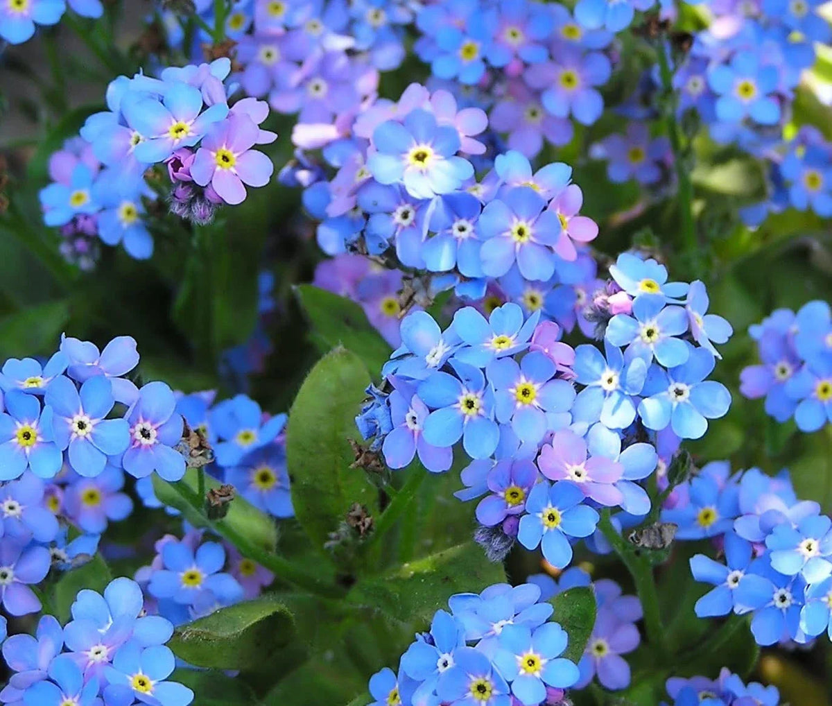 Blue Forget Me Not Seeds - 5,000+ Pack - Myosotis sylvatica - Easy to Grow Wildflower Seeds for Vibrant Spring Blooms