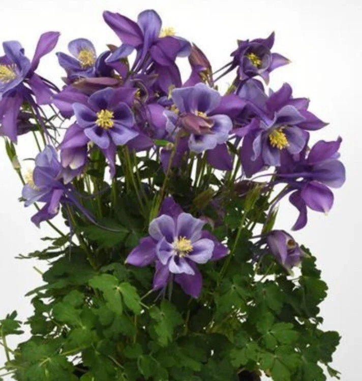 Columbine Bare Root Plant - Blue Flowers - Aquilegia - Fast-Growing Perennial - Easy Care Garden Flower