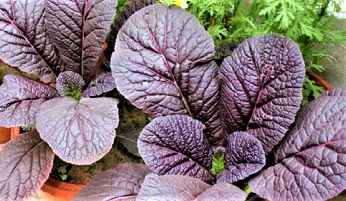 Red Giant Mustard Seeds 300+ Non-GMO Heirloom Brassica juncea - Vibrant Purple-Red Leaves for Garden and Kitchen
