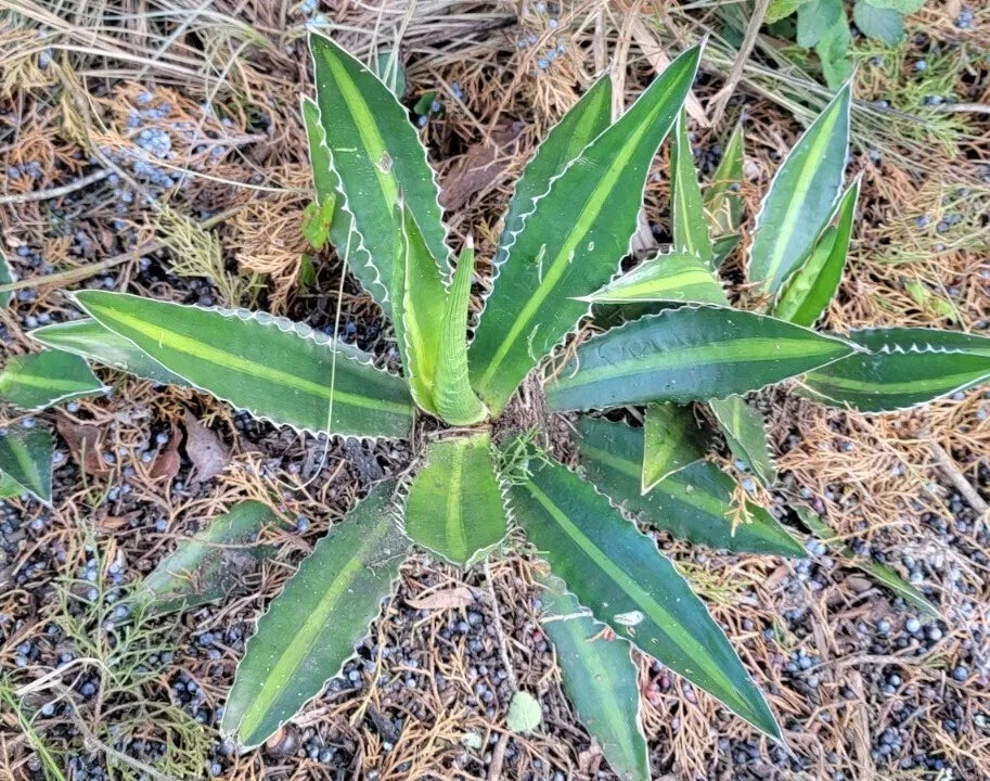 Variegated Agave Plant 12-14" Agave lophantha 'Splendida' - Compact Rosette with Center Stripe Leaves, Drought-Tolerant