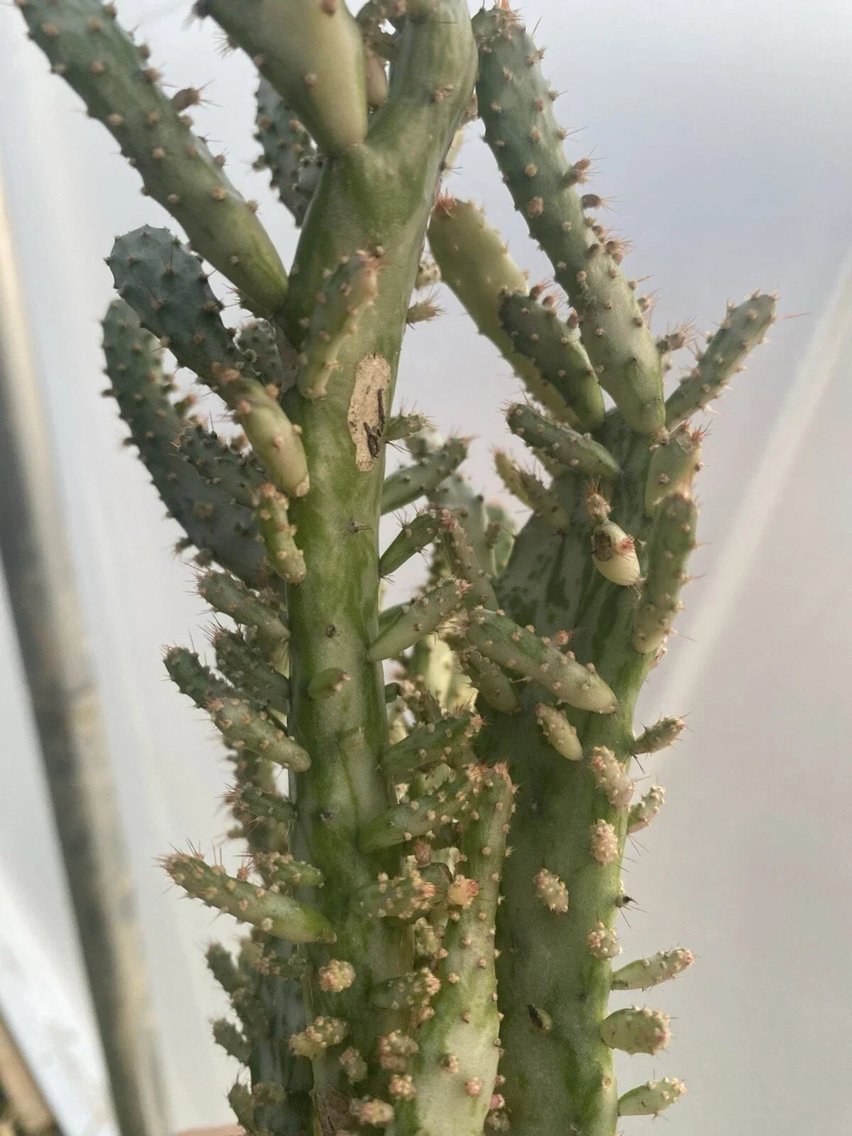 Live Plant Opuntia Monacantha Cactus Variegated 5-6 inches Prickly Pear Cactus, Low-Maintenance Indoor/Outdoor Garden Plant