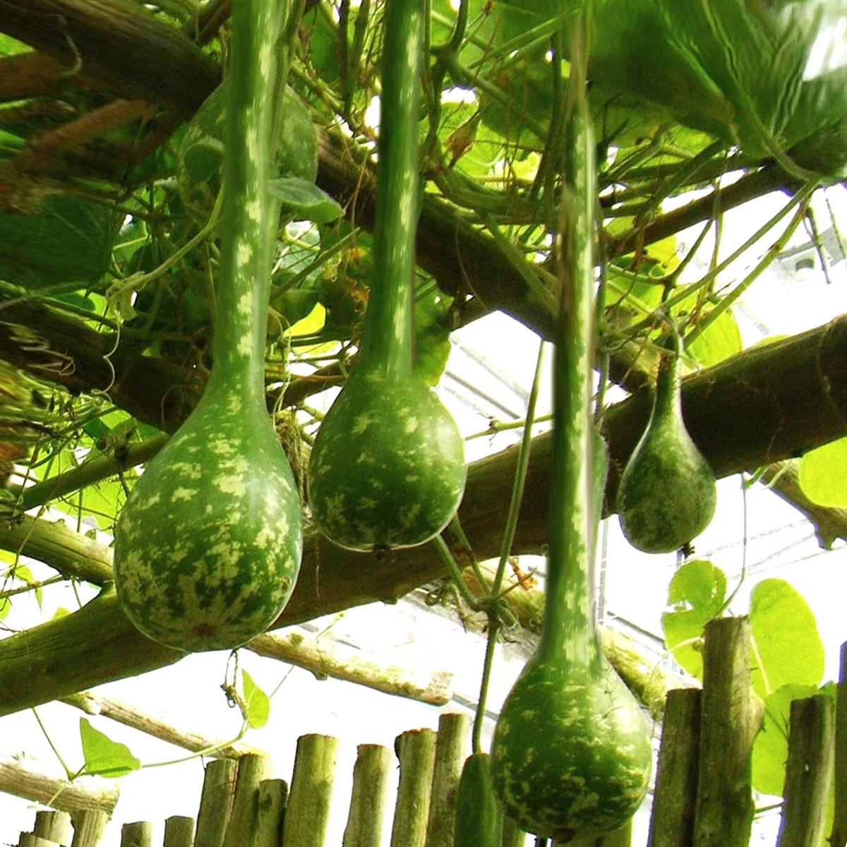 Long-Handled Dipper Gourd Seeds - 20 Pack - Ornamental Variety - Lagenaria siceraria - Ideal for Crafts and Vertical Gardening
