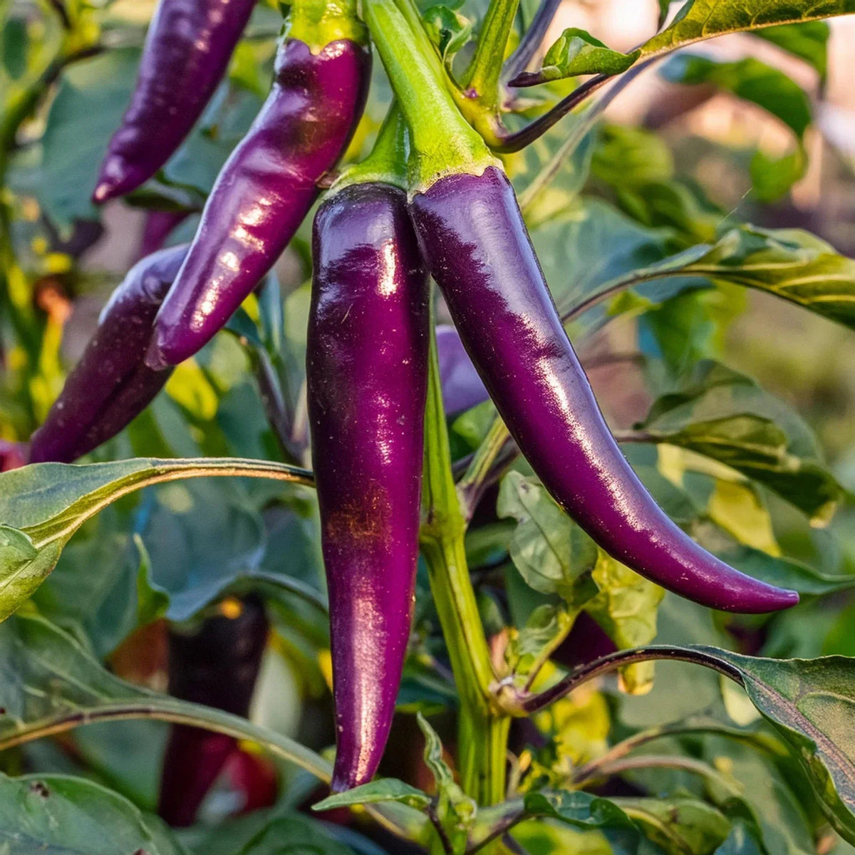 Purple Cayenne Pepper Seeds - 100+ Heirloom Organic Non-GMO - Capsicum annuum - Vibrant Purple Hot Peppers for Gardening