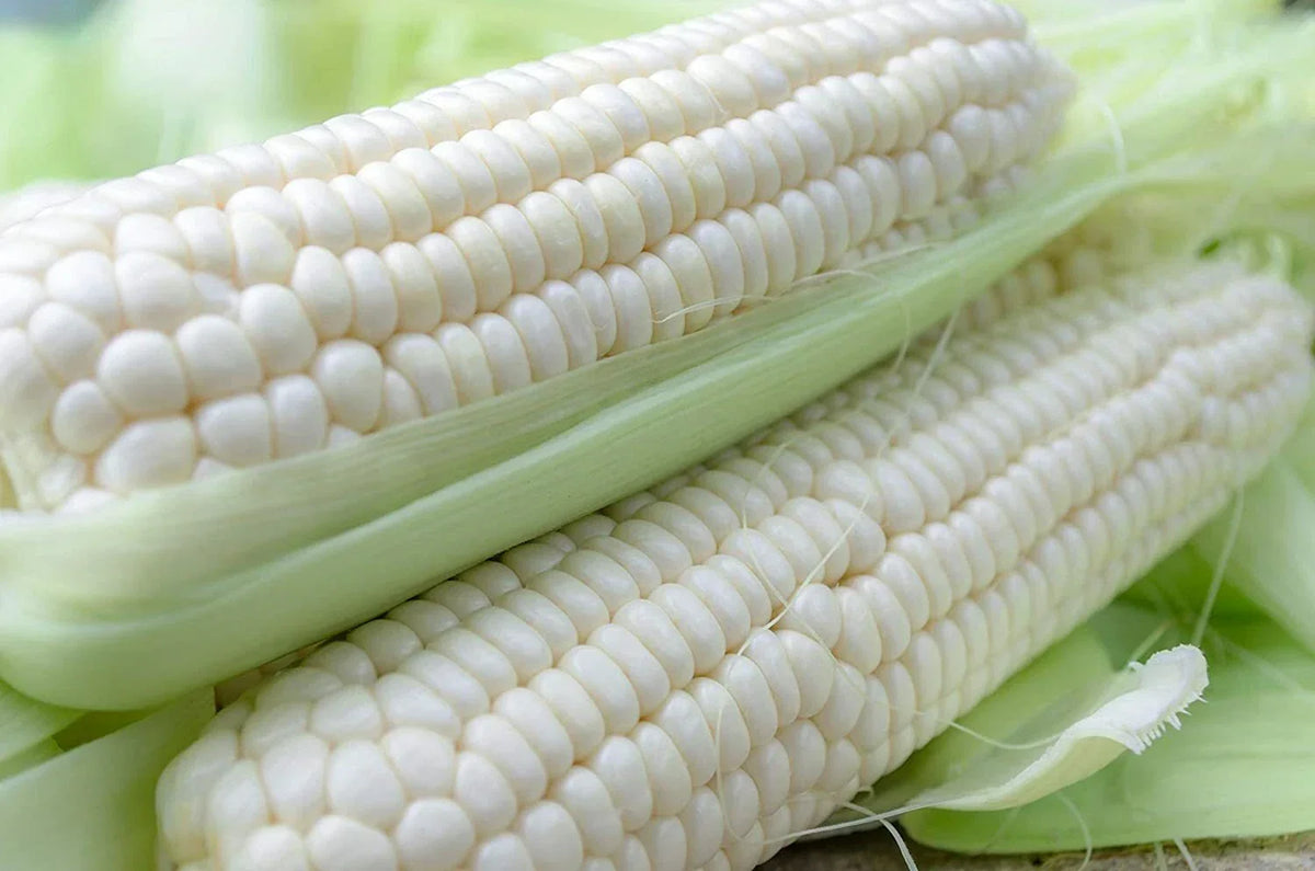 White Corn Seeds 75 Count Non-GMO Heirloom Zea mays for Planting, Sweet Tender Kernels, Home Garden Vegetables