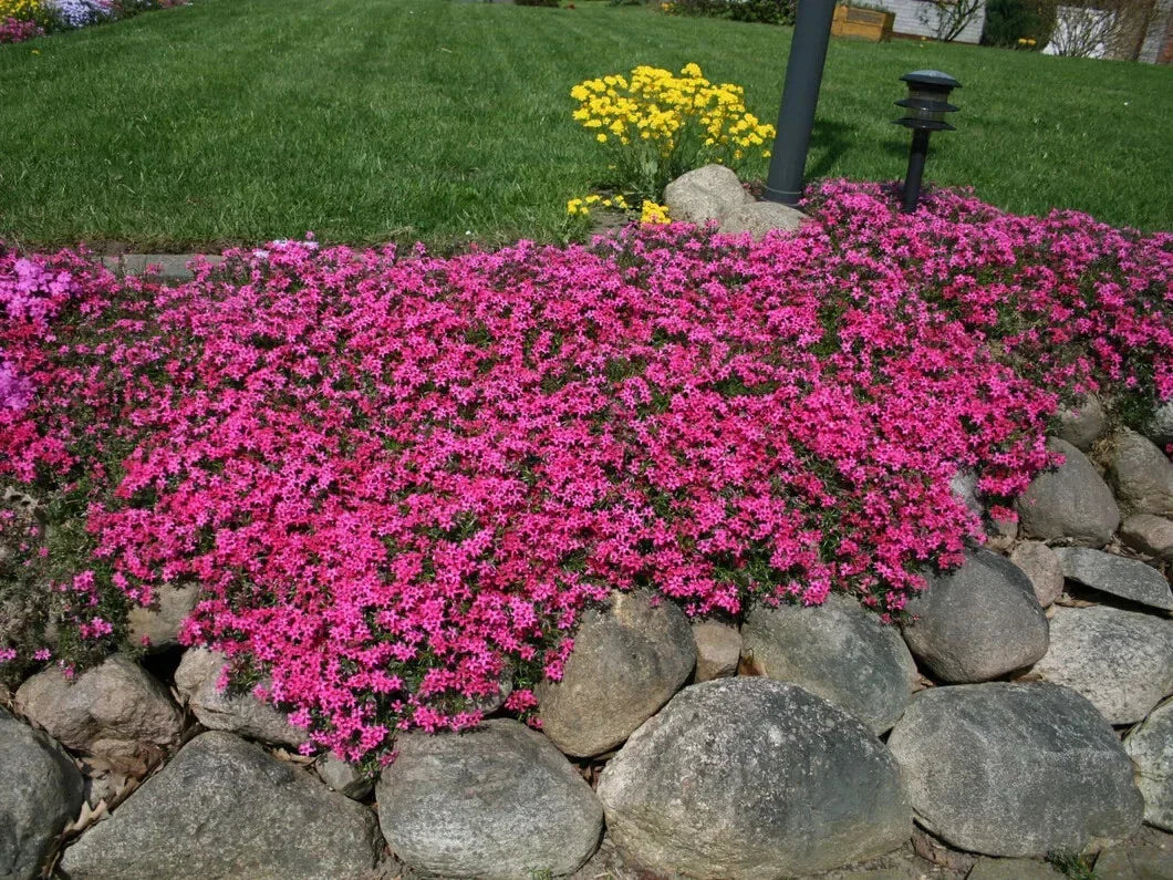 Creeping Phlox Seeds - 100+ Scarlet Flame - Phlox subulata - Bright Red, Drought-Tolerant Ground Cover for Garden