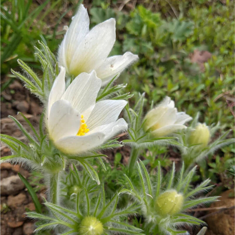 Pulsatilla vulgaris Seeds 500ct White Pasque Flower Hardy Zones 4-8 | Velvety Crimson Blooms, Clumping Growth Habit