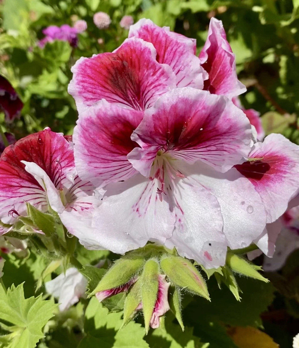 Geranium Cuttings 3 Pack Pink & White Pelargonium Fresh Plants for Planting