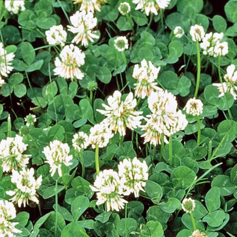 White Dutch Clover Seeds | Non-GMO Heirloom Cover Crop | Trifolium repens | Eco-Friendly Soil Enhancer and Pollinator Attractor