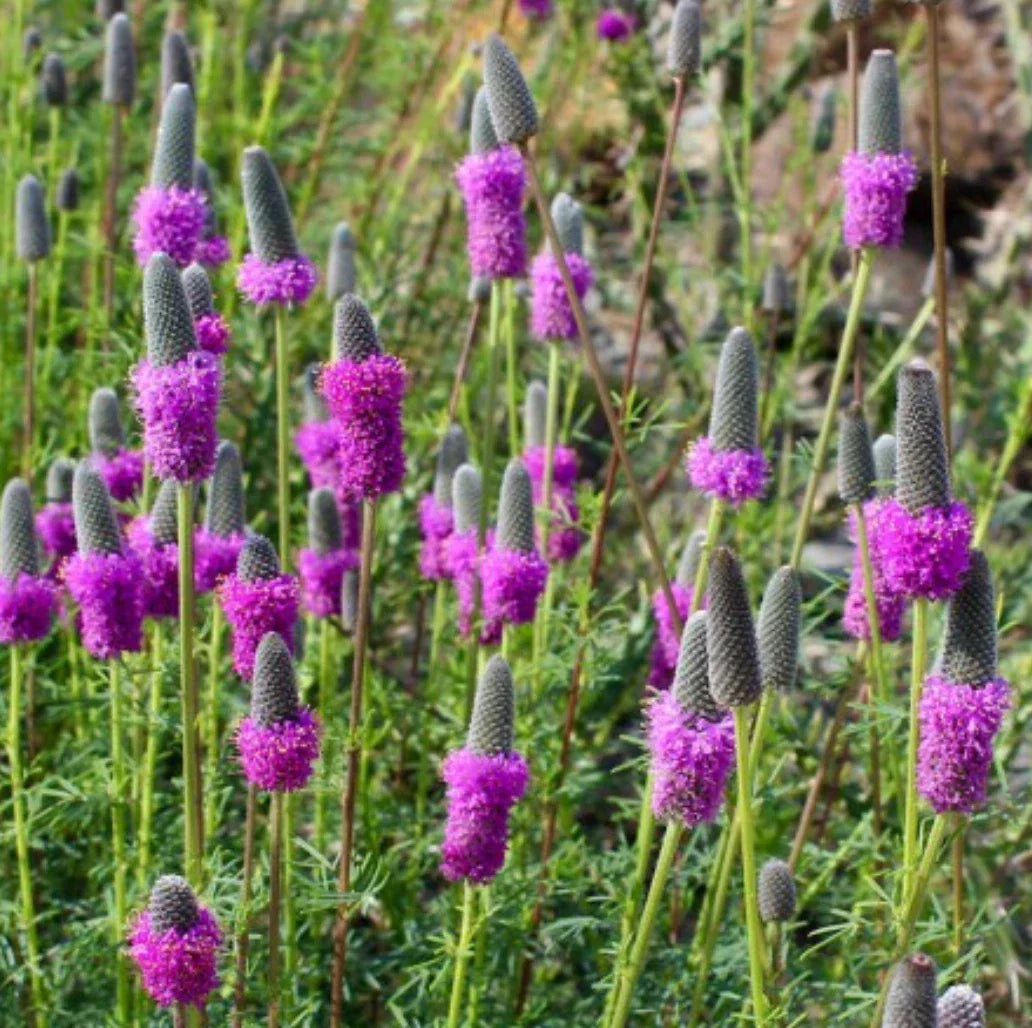 Purple Prairie Clover Seeds - 500 Count - Perennial Wildflower - Dalea purpurea - Attracts Pollinators - Free Shipping