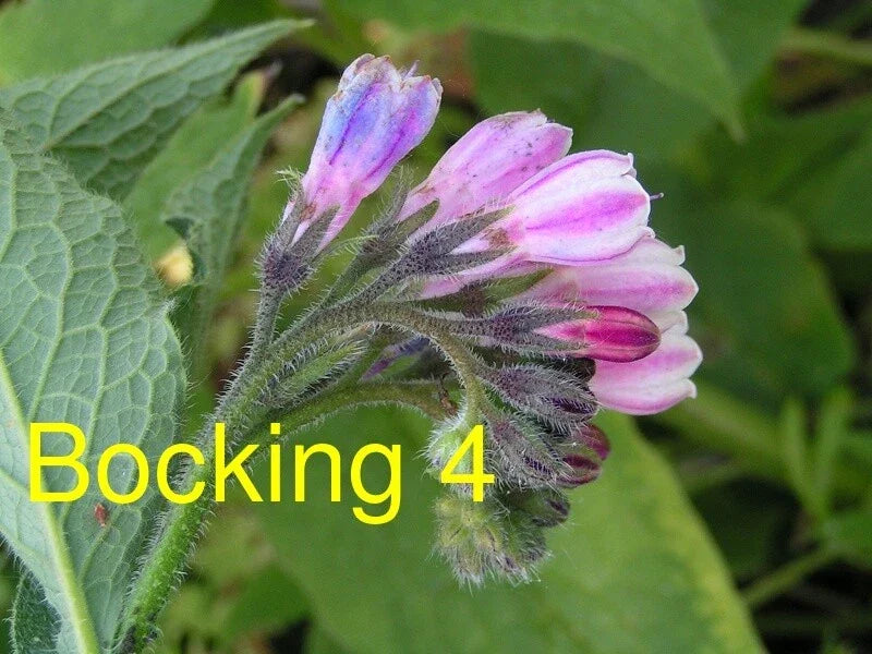 Russian Comfrey Live Root Cuttings - Bocking 4 Cultivar - Symphytum × uplandicum - Ideal for Herbal Use & Soil Improvement