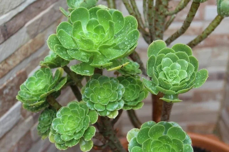 Aeonium Seed Mix - 100 Seeds - Colorful Succulent Variety - Aeonium spp. - Perfect for Indoor and Outdoor Gardening
