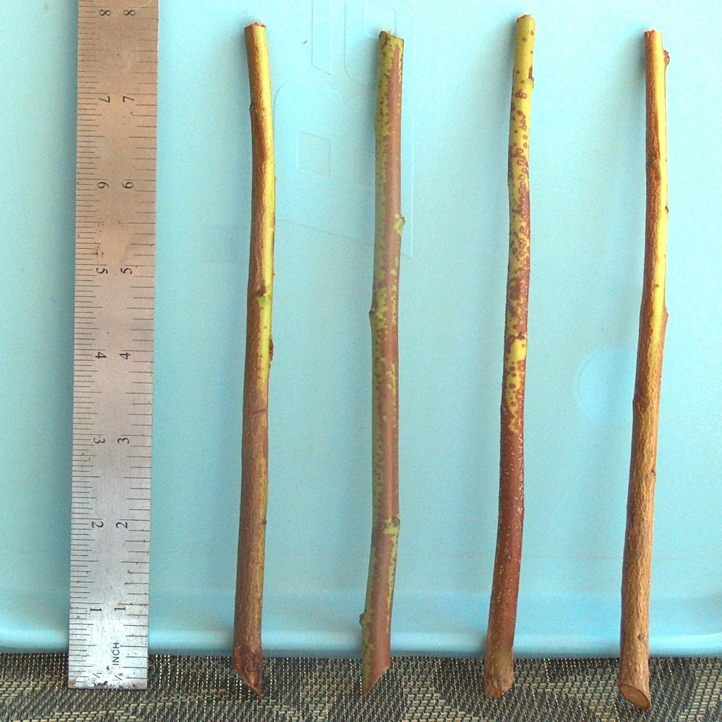 Plum Tree Rootstock Cuttings 10 Pack Semi-Dwarf Prunus domestica for Grafting