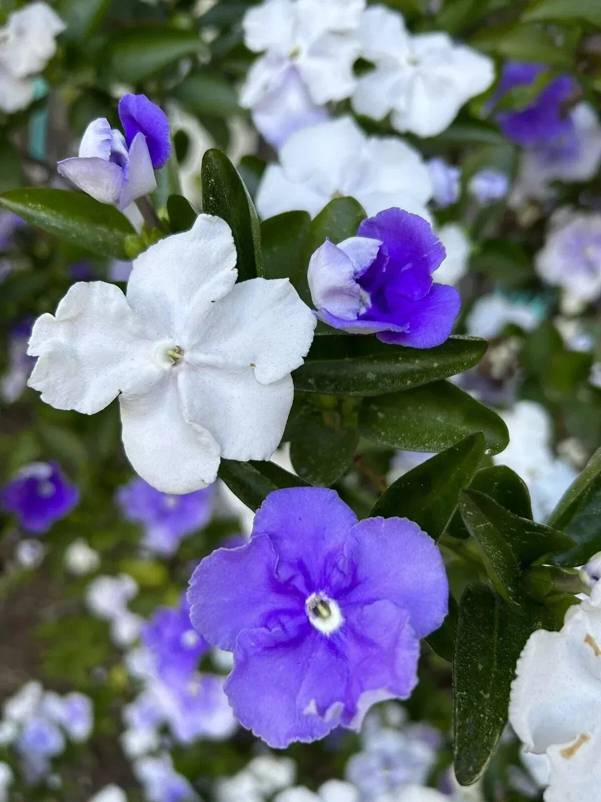 Brunfelsia Australis Seeds - 15 Count - Yesterday-Today-and-Tomorrow - Floral Perennial - Color-Changing Blooms