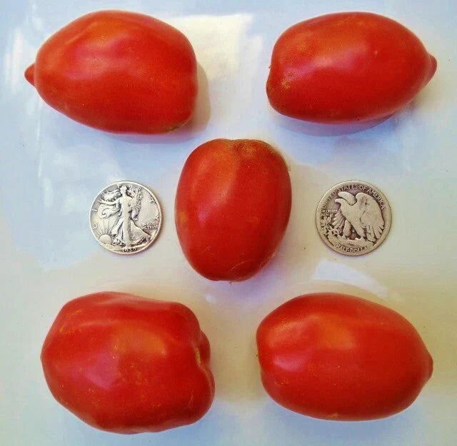 Amish Paste Tomato Seeds - 25 Count - Heirloom Variety for Sauces - Solanum lycopersicum
