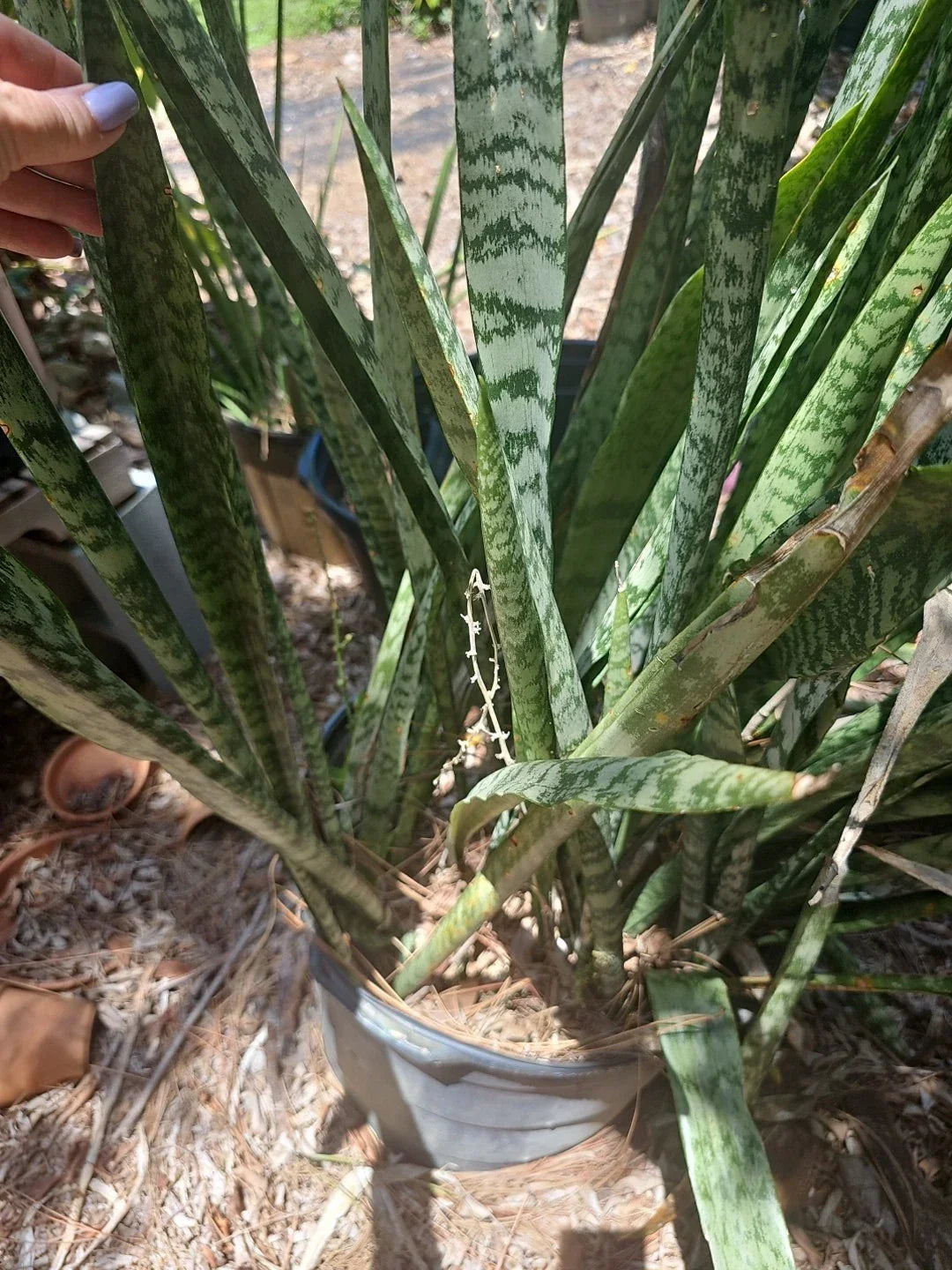 Sansevieria Zeylanica Cutting 16-18" | Mother-in-Law's Tongue | Fresh Indoor Houseplant | Low Maintenance Succulent