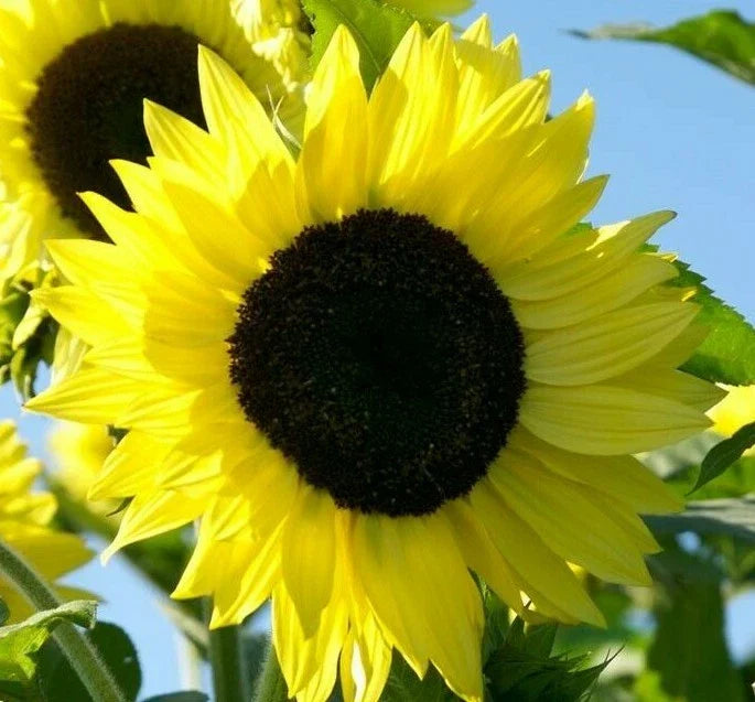 Lemon Queen Sunflower Seeds 20+ Pack, Helianthus annuus, Annual Flowers, Attracts Bees & Birds, Vibrant Golden-Yellow Blooms