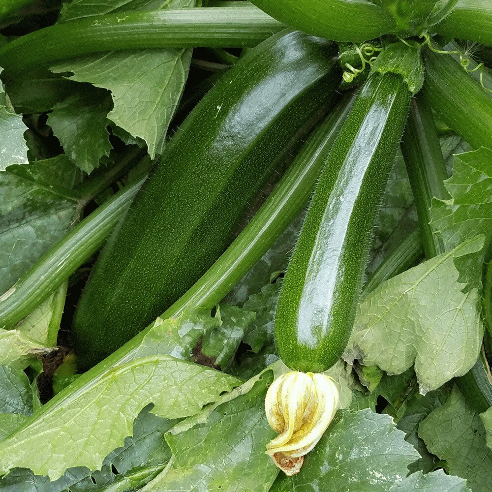 Dark Green Zucchini Seeds 20 Ct Non-GMO Cucurbita pepo for Home Gardening, Vegetable Planting, USA Seller