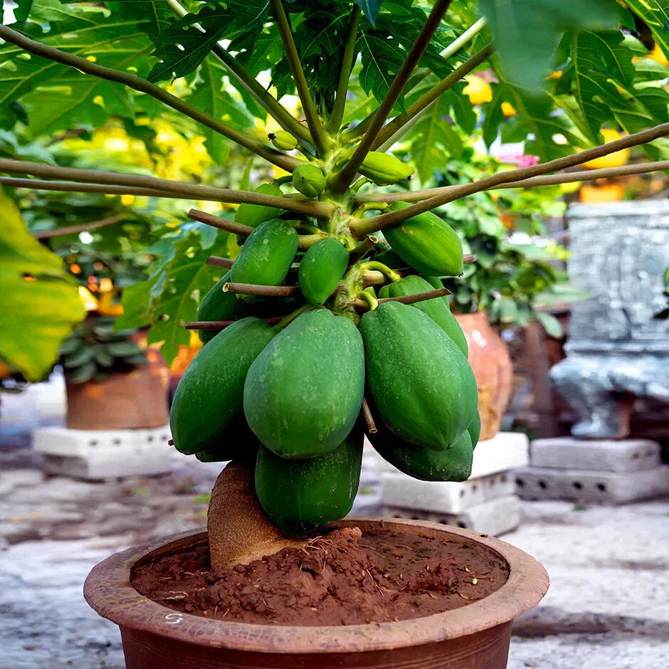 Dwarf Solo Waimanalo Papaya Seeds - 20 Pack - Fast Fruit Houseplant - Carica Papaya - Easy Indoor Gardening
