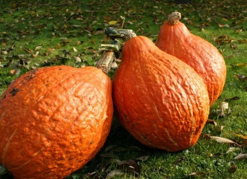 Golden Hubbard Winter Squash Seeds - Heirloom Bulk (10, 25, 100 Seeds) - Cucurbita maxima - Sweet Nutty Flavor for Garden