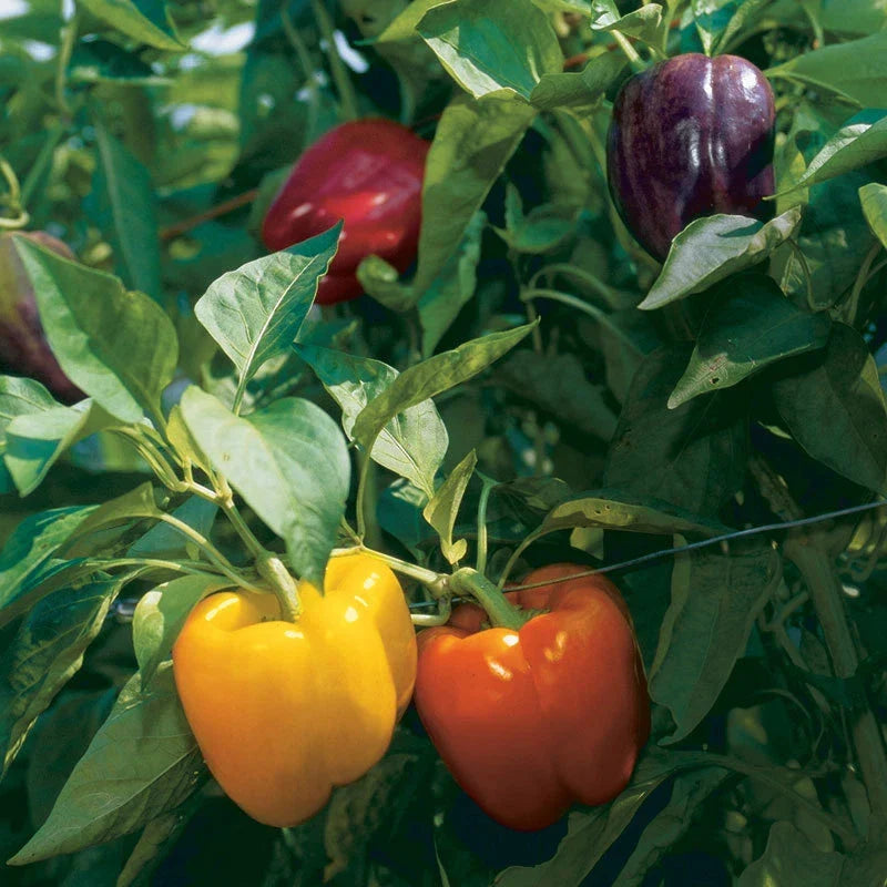 Rainbow Bell Pepper Seeds - Non-GMO Heirloom - Capsicum annuum - Vegetable Gardening - Colorful Variety for Home Garden