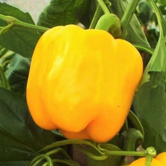Golden Cal Wonder Bell Pepper Seeds - 100+ Count - Yellow Variety - Capsicum annuum - Non-GMO, Heirloom, High Yield