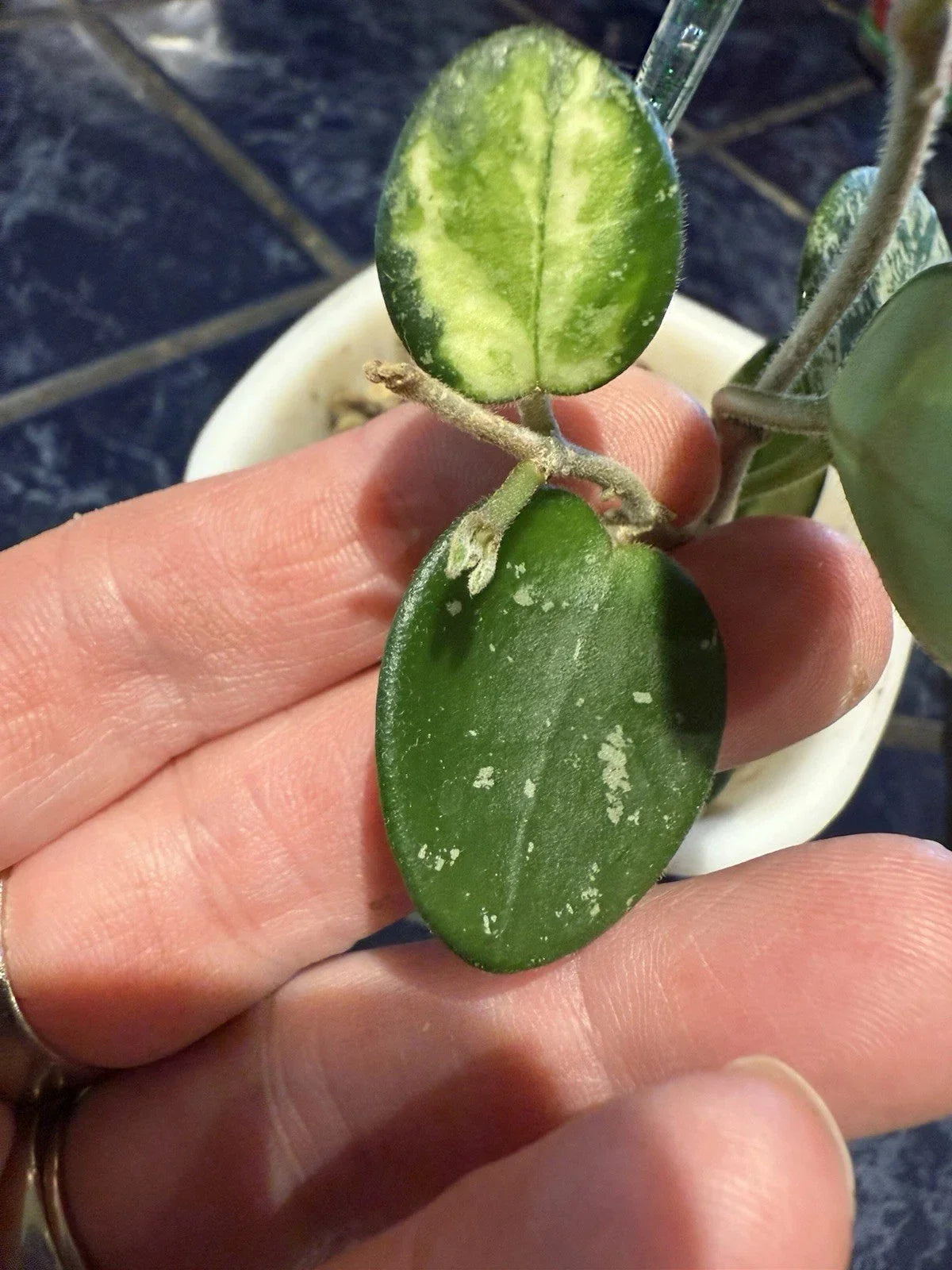 Hoya Mathilde Variegated Cuttings - 2 Leaf Fresh Houseplant - Hoya carnosa 'Mathilde' - Indoor Air Purifying Plant