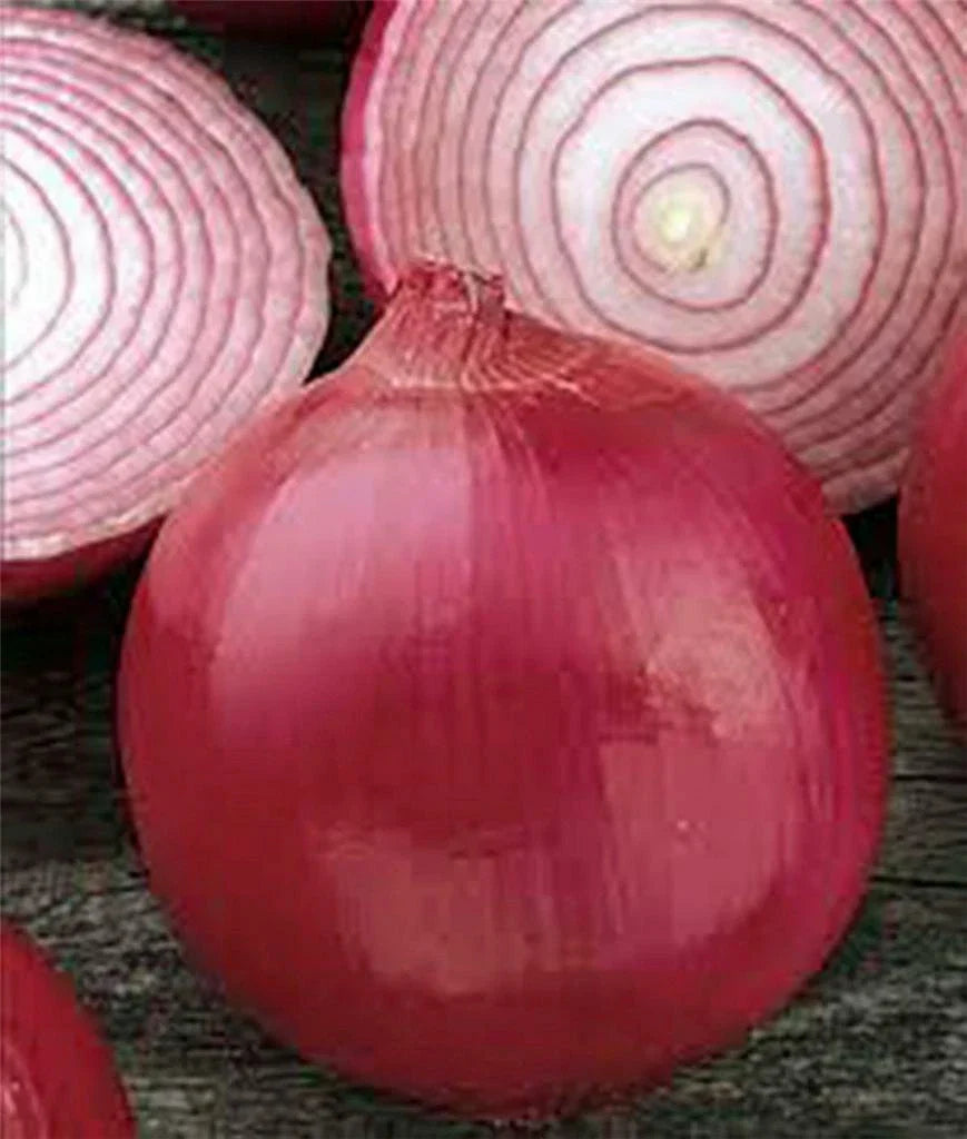 Onion Seeds 500 Count, Short Day Burgundy Red Heirloom, Non-GMO, Allium cepa - Perfect for Southern Gardens