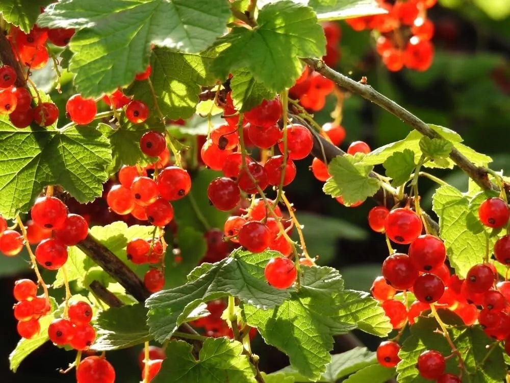 30 Alpine Currant Bush Seeds - Indian Cherry - Ribes alpinum - Fruit-bearing Shrub Seeds for Garden Planting