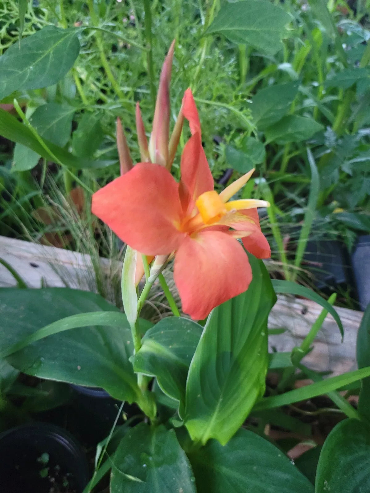 Canna Plant Plugs - 4 Count, Cannova Orange Shades, Rooted, Canna indica, Vibrant Tropical Flowers for Garden Planters