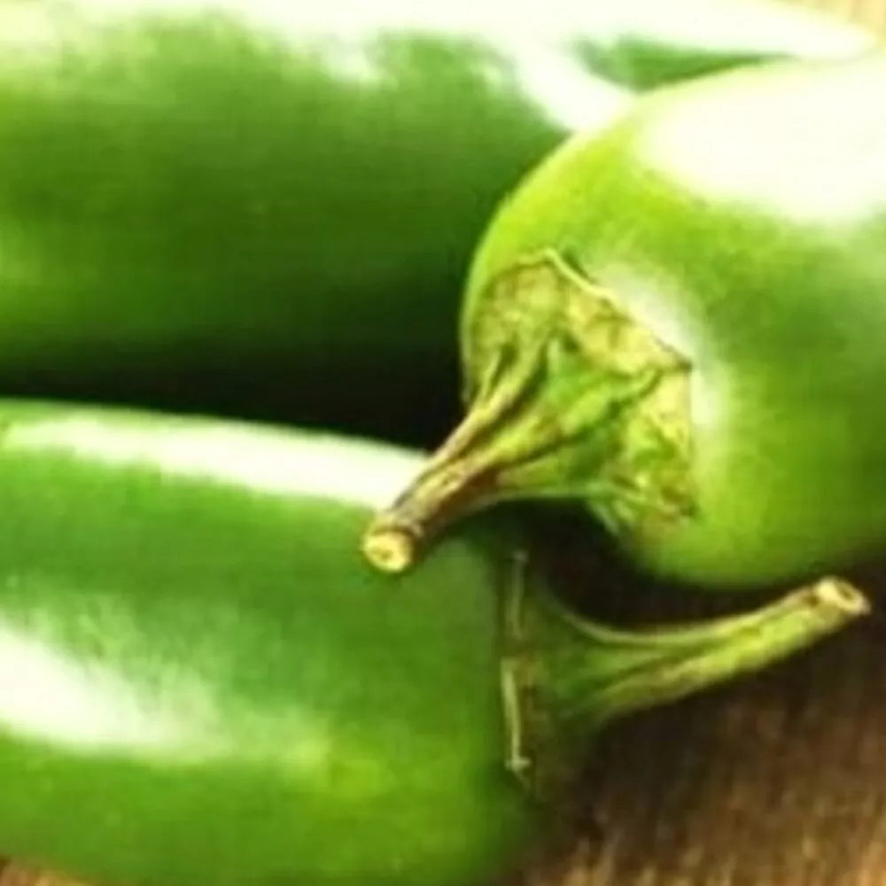 Jalapeno M Pepper Seeds | NON-GMO Heirloom | Capsicum annuum | Fresh Garden Seeds for Spicy Dishes