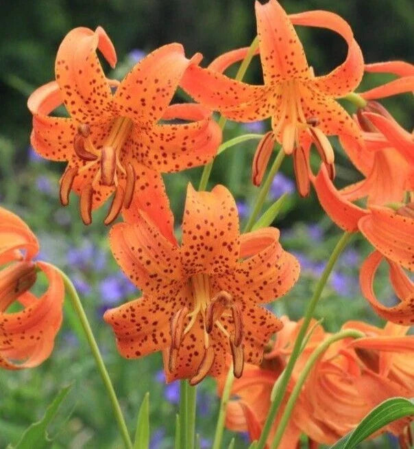 Tiger Lily Rooted Bulbs - Double Orange Splendens - Lilium lancifolium - Perennial Garden Plant for Vibrant Blooms