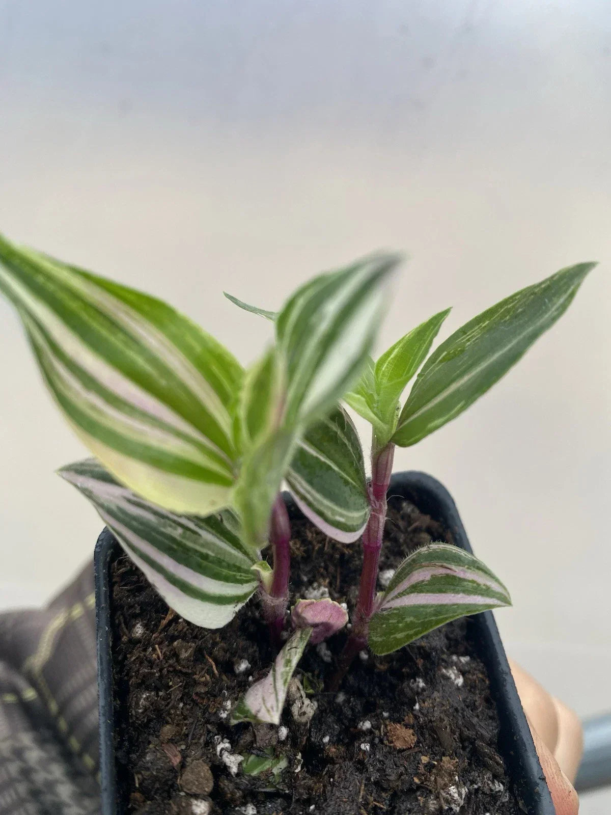Tradescantia Tricolor Live Houseplant 2” Pot - Variegated Green Pink White Foliage - Tradescantia fluminensis