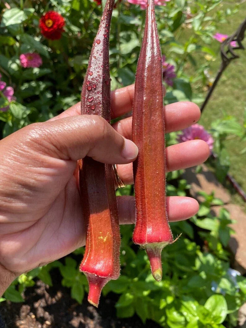 500+ Red Burgundy Okra Seeds - Non-GMO Heirloom Vegetable - Abelmoschus esculentus - Fresh Organic Gardening Seeds
