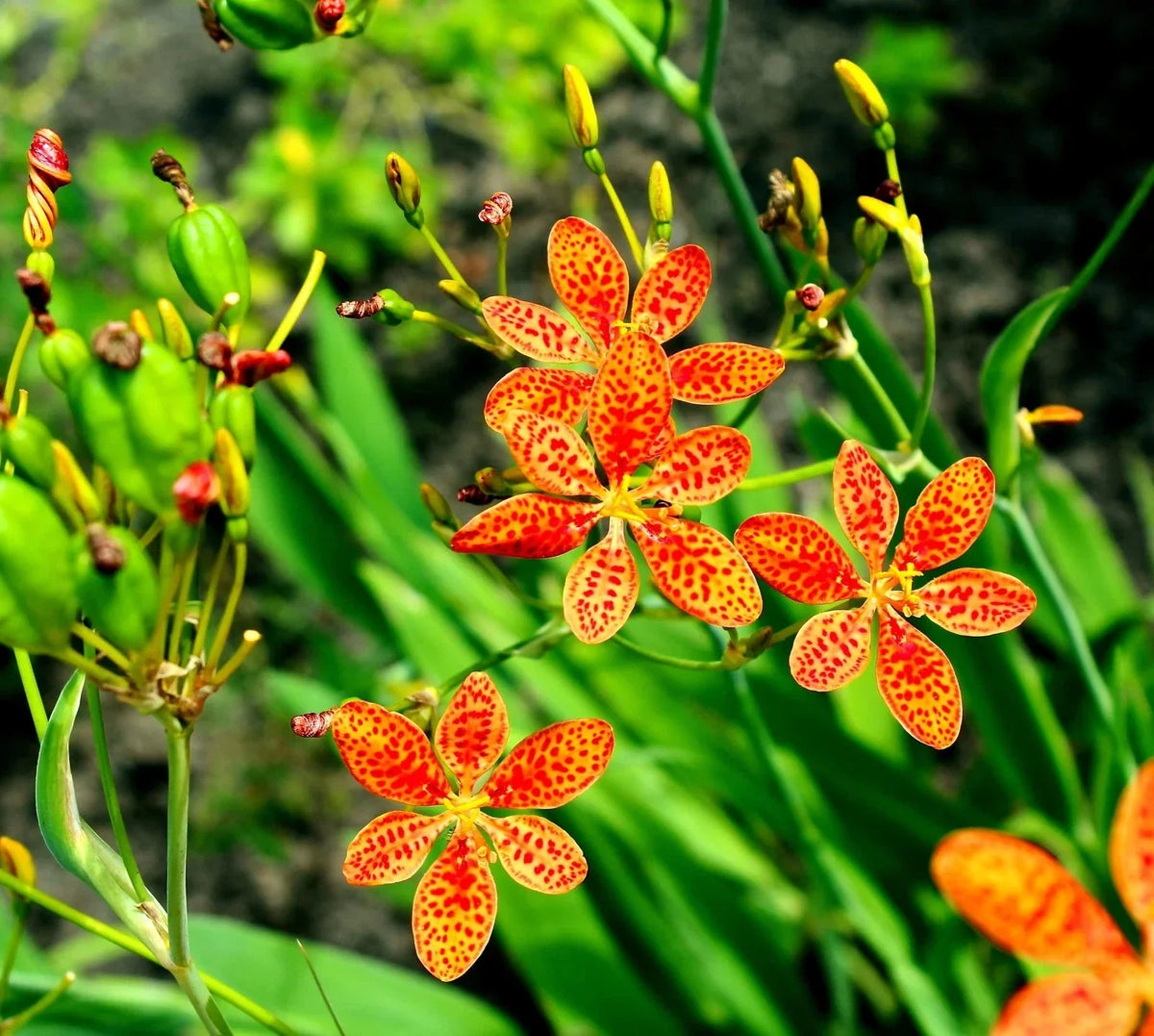Leopard Lily Seeds, 15 Pack, Belamcanda chinensis, Perennial Flower Seeds for Vibrant Yellow-Orange Blooms