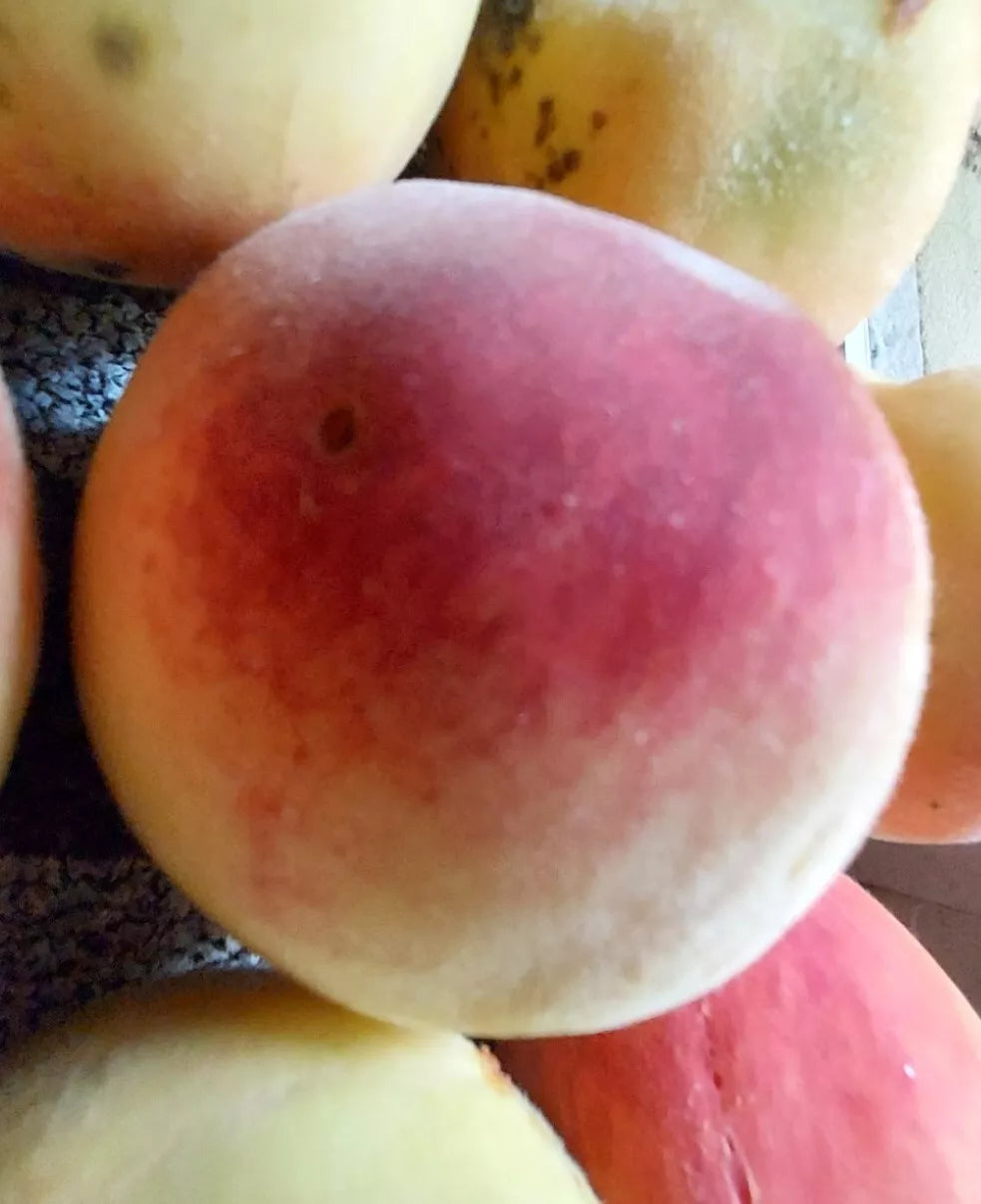 Peach Tree Seeds 4 Pack Red Haven White Fruit Prunus persica Hardy Perennial Edible Plants for Home Garden